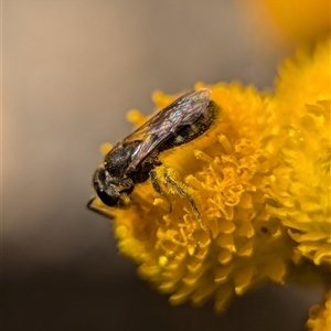 Lasioglossum (Chilalictus) sp. (genus & subgenus) at Holder, ACT - 29 Oct 2024 03:54 PM