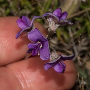 Swainsona sericea at Bredbo, NSW - 30 Oct 2024