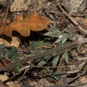 Swainsona sericea at Bredbo, NSW - 30 Oct 2024 10:14 AM