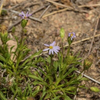 Vittadinia muelleri (Narrow-leafed New Holland Daisy) at Bredbo, NSW - 30 Oct 2024 by AlisonMilton