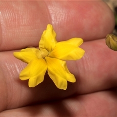 Goodenia hederacea (Ivy Goodenia) at Bredbo, NSW - 30 Oct 2024 by AlisonMilton