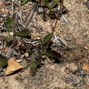 Goodenia hederacea at Bredbo, NSW - 30 Oct 2024