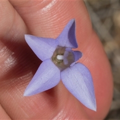 Wahlenbergia capillaris (Tufted Bluebell) at Bredbo, NSW - 30 Oct 2024 by AlisonMilton