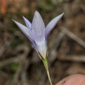 Wahlenbergia capillaris at Bredbo, NSW - 30 Oct 2024 10:47 AM