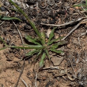 Wahlenbergia capillaris at Bredbo, NSW - 30 Oct 2024 10:47 AM