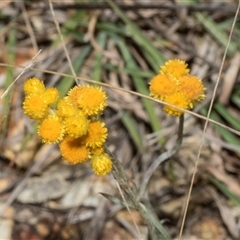 Chrysocephalum apiculatum (Common Everlasting) at Bredbo, NSW - 30 Oct 2024 by AlisonMilton