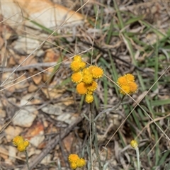 Chrysocephalum apiculatum at Bredbo, NSW - 30 Oct 2024 10:15 AM