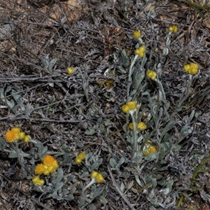 Chrysocephalum apiculatum at Bredbo, NSW - 30 Oct 2024 10:15 AM