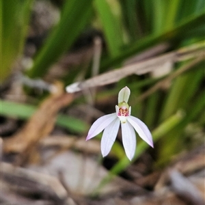 Caladenia carnea at Tennent, ACT - suppressed