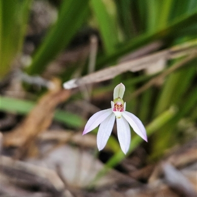 Caladenia carnea at Tennent, ACT - 31 Oct 2024 by BethanyDunne