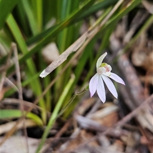 Caladenia carnea at Tennent, ACT - suppressed