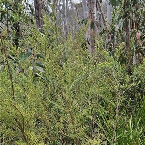 Ozothamnus thyrsoideus at Tennent, ACT - 31 Oct 2024