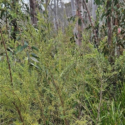 Ozothamnus thyrsoideus (Sticky Everlasting) at Tennent, ACT - 31 Oct 2024 by BethanyDunne