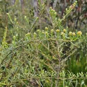 Ozothamnus thyrsoideus at Tennent, ACT - 31 Oct 2024