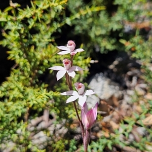 Caladenia alpina at Tennent, ACT - suppressed