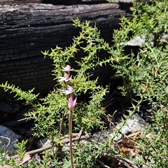 Caladenia alpina at Tennent, ACT - 31 Oct 2024