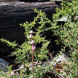 Caladenia alpina at Tennent, ACT - suppressed