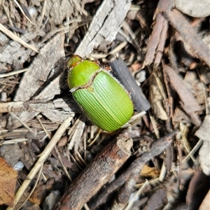 Xylonichus eucalypti at Cotter River, ACT - 31 Oct 2024