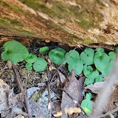 Corysanthes sp. (A Helmet Orchid) at Uriarra Village, ACT - 30 Oct 2024 by BethanyDunne