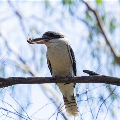 Dacelo novaeguineae (Laughing Kookaburra) at Bundanoon, NSW - 30 Oct 2024 by NigeHartley