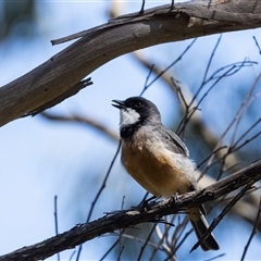 Pachycephala rufiventris (Rufous Whistler) at Bundanoon, NSW - 29 Oct 2024 by NigeHartley