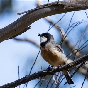 Pachycephala rufiventris (Rufous Whistler) at Bundanoon, NSW by NigeHartley