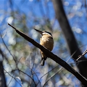 Todiramphus sanctus at Bundanoon, NSW - 30 Oct 2024 09:46 AM