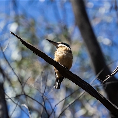 Todiramphus sanctus at Bundanoon, NSW - 29 Oct 2024 by NigeHartley