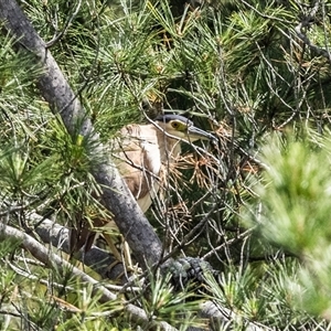 Nycticorax caledonicus at Penrose, NSW - 16 Oct 2024