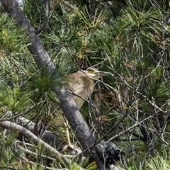 Nycticorax caledonicus at Penrose, NSW - 16 Oct 2024