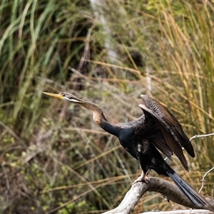 Anhinga novaehollandiae at Penrose, NSW - 15 Oct 2024 12:21 PM