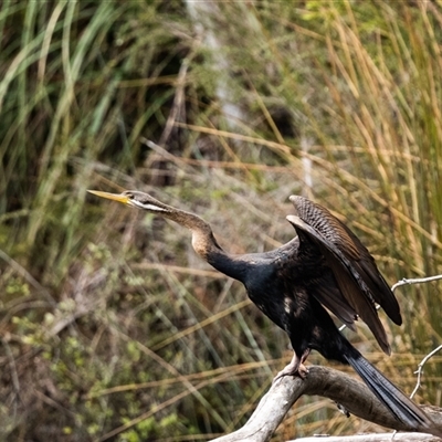 Anhinga novaehollandiae (Australasian Darter) at Penrose, NSW - 15 Oct 2024 by NigeHartley