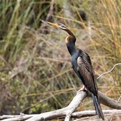 Anhinga novaehollandiae at Penrose, NSW - 15 Oct 2024