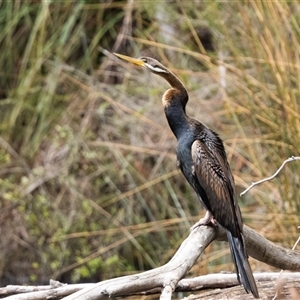 Anhinga novaehollandiae at Penrose, NSW - 15 Oct 2024