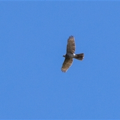 Accipiter fasciatus (Brown Goshawk) at Wingello, NSW - 16 Oct 2024 by NigeHartley