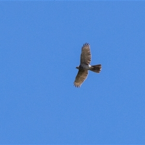 Accipiter fasciatus (Brown Goshawk) at Wingello, NSW by NigeHartley