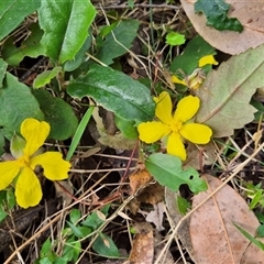 Hibbertia dentata (Twining Guinea Flower) at Kangaroo Valley, NSW - 14 Oct 2024 by maureenbell