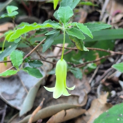 Billardiera mutabilis (Climbing Apple Berry, Apple Berry, Snot Berry, Apple Dumblings, Changeable Flowered Billardiera) at Kangaroo Valley, NSW - 10 Oct 2024 by maureenbell