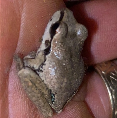 Unverified Frog at Coolagolite, NSW - 31 Oct 2024 by timharmony