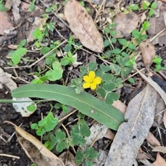 Oxalis sp. (Wood Sorrel) at Kangaroo Valley, NSW - 14 Oct 2024 by maureenbell