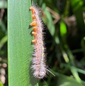 Panacela lewinae at Coolagolite, NSW - 22 Oct 2024