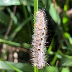 Panacela lewinae at Coolagolite, NSW - suppressed