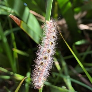 Panacela lewinae at Coolagolite, NSW - suppressed