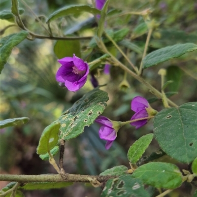 Howittia trilocularis (Blue Howittia) at Kangaroo Valley, NSW - 14 Oct 2024 by maureenbell