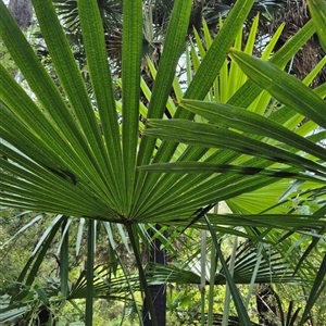 Livistona australis at Kangaroo Valley, NSW - suppressed