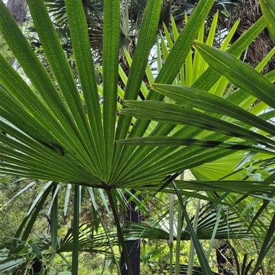 Livistona australis (Australian Cabbage Palm) at Kangaroo Valley, NSW - 14 Oct 2024 by maureenbell