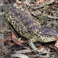 Tiliqua rugosa at Rushworth, VIC - 30 Oct 2024 by Clarel