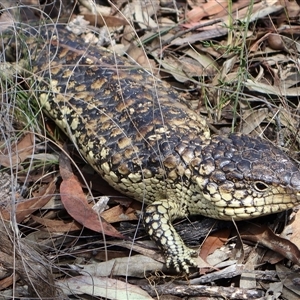 Tiliqua rugosa at Rushworth, VIC by Clarel