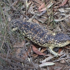 Tiliqua rugosa aspera at suppressed - 31 Oct 2024 10:48 AM