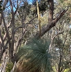 Xanthorrhoea sp. at Wangaratta South, VIC - 31 Oct 2024 by Clarel